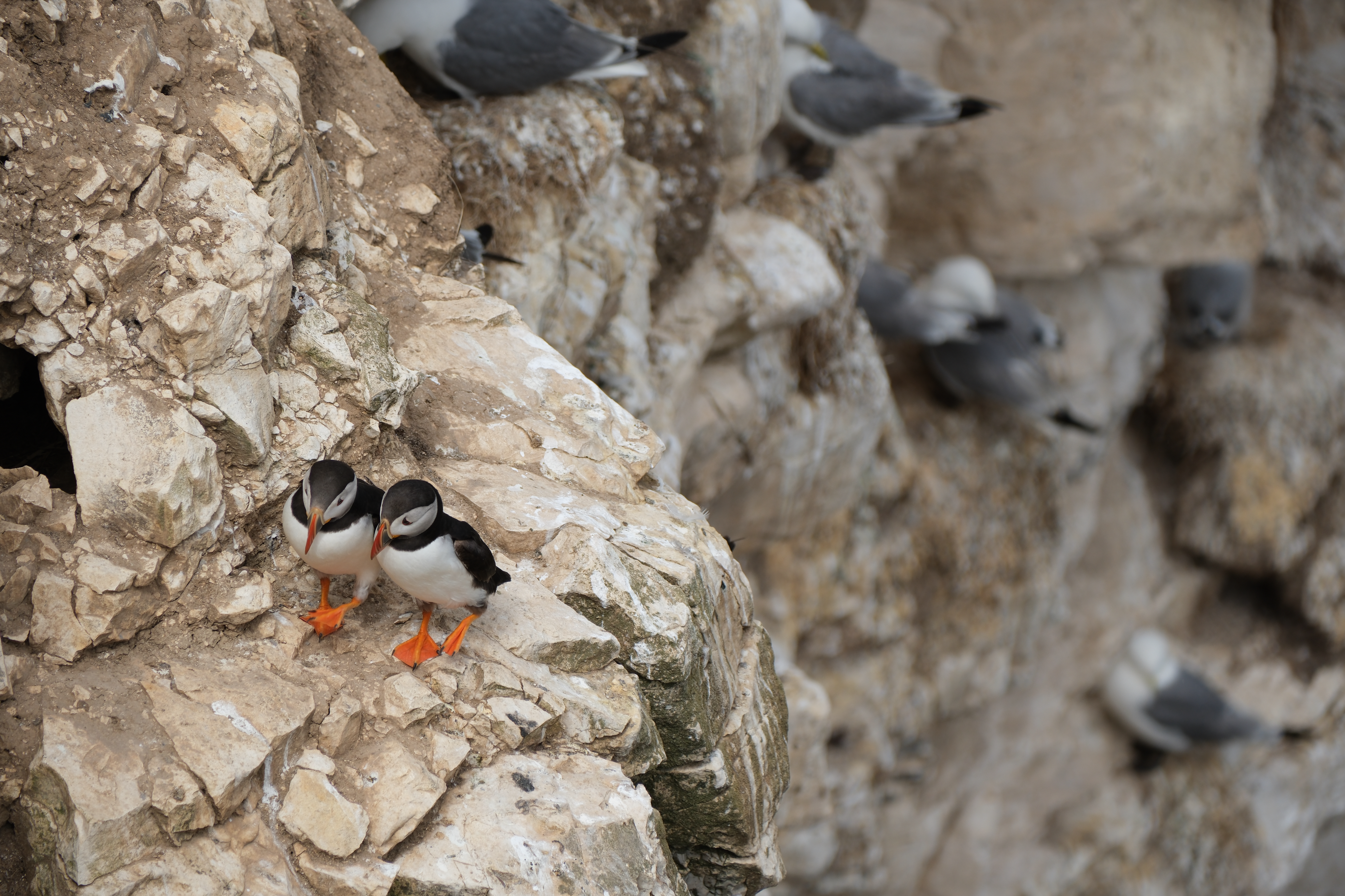 Flamborough head - July 2025