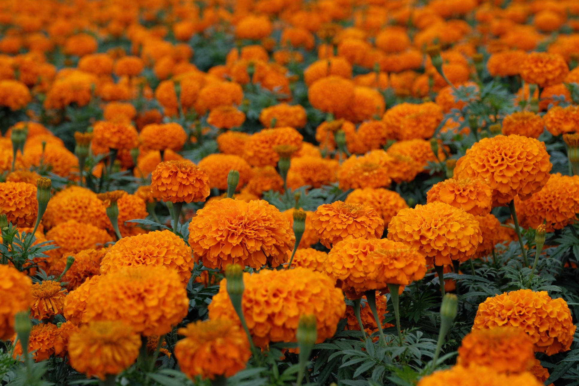 9 October 2025 preview