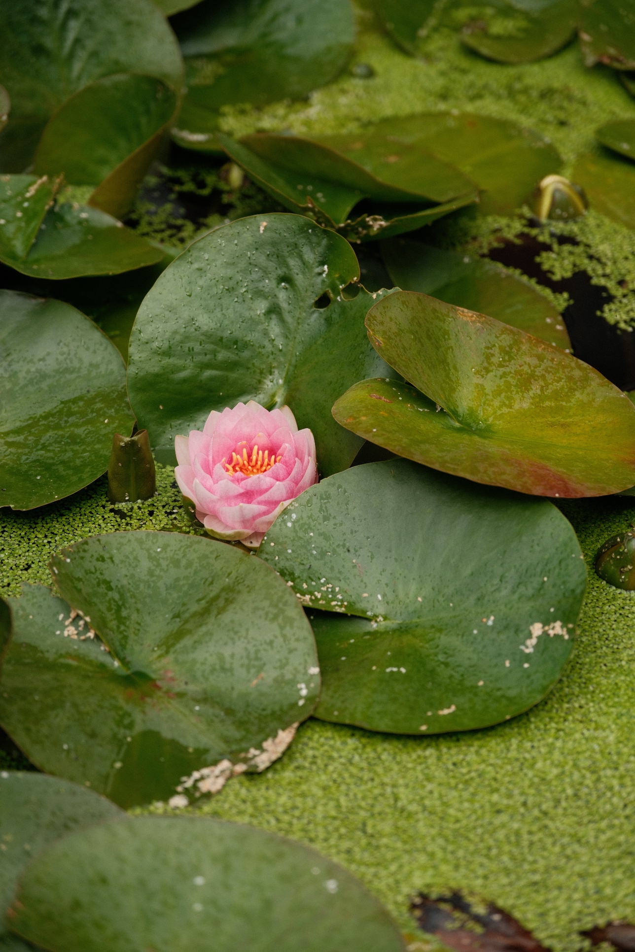 16 August 2025 preview